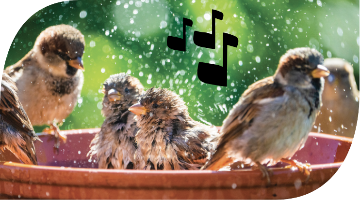 Bien être des oiseaux Bien être des oiseaux