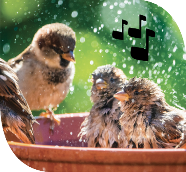 Bien-être des oiseaux